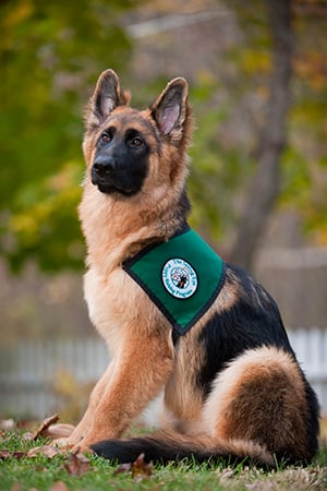 vested-shepherd